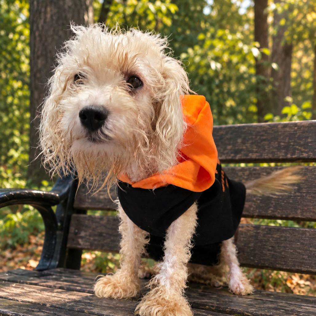 Enlarge BENTLEY, a Adoptable Maltese in Greensboro, NC image 2/2