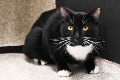 Robbie, Adoptable, Adult Male Domestic Short Hair & Domestic Short Hair.