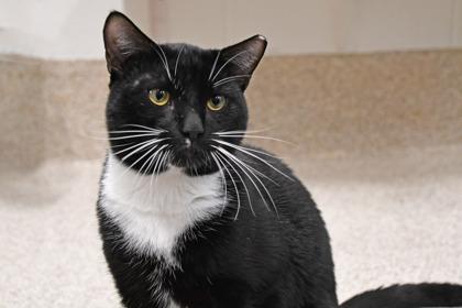 Enlarge Robbie, a Adoptable mixed breed in Scotia, NY image 2/3