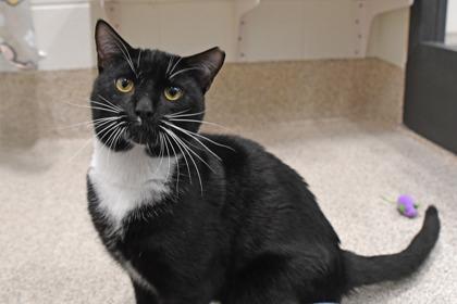 Enlarge Robbie, a Adoptable mixed breed in Scotia, NY image 3/3
