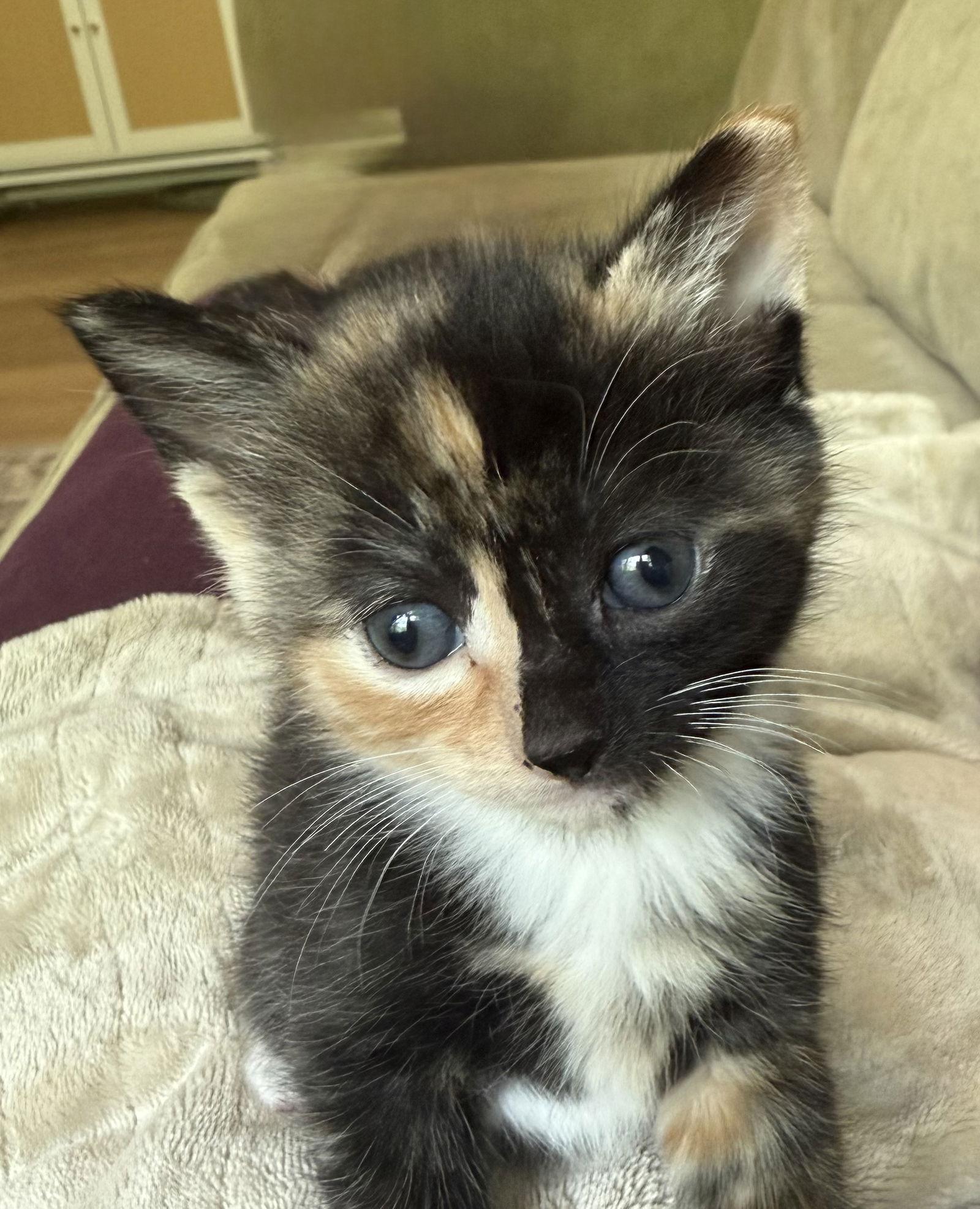 Brownie Batter, Adoptable, Kitten Female Domestic Short Hair.