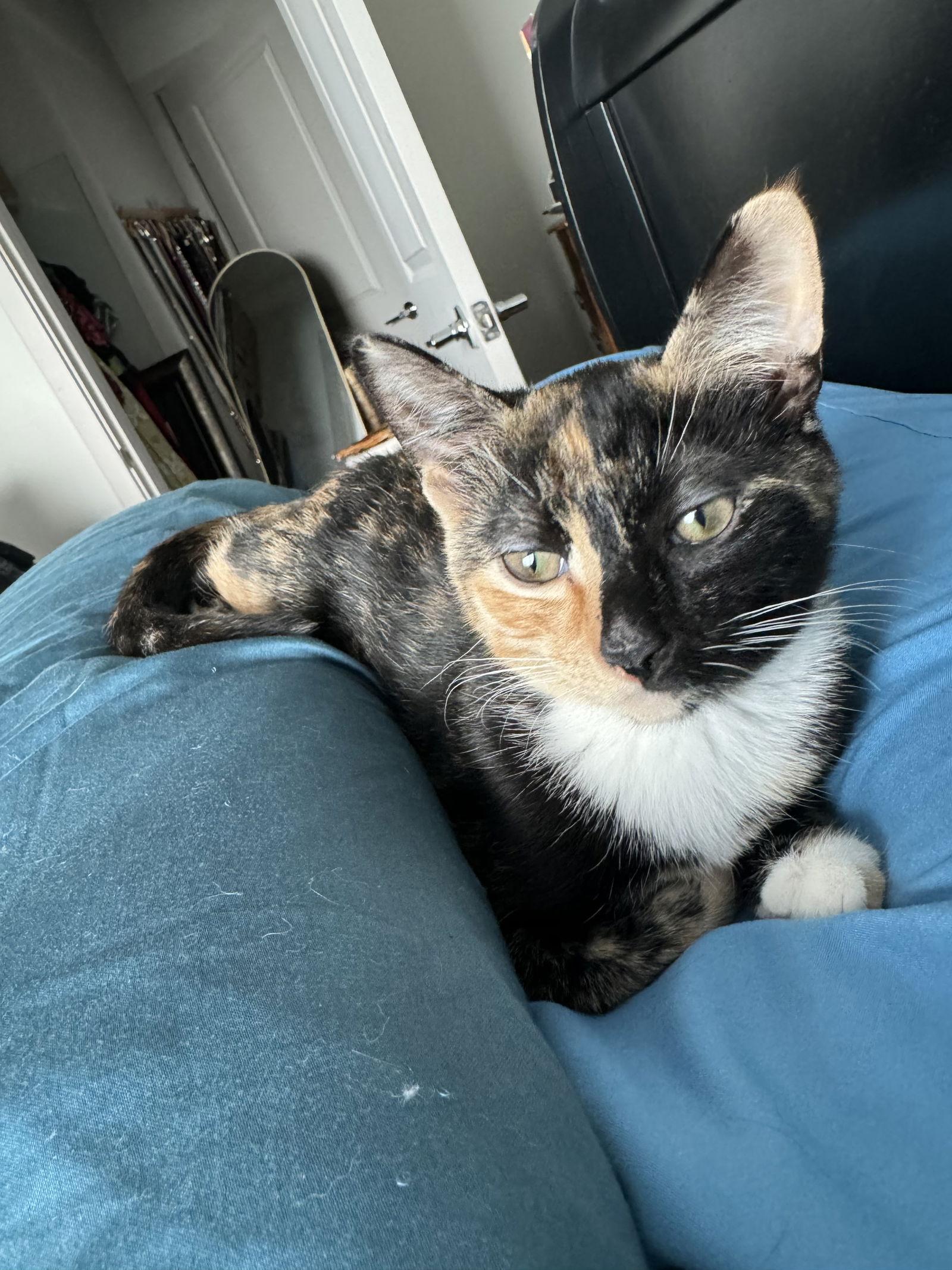 Brownie Batter, a Adoptable Domestic Short Hair in Broomall, PA image 2/3