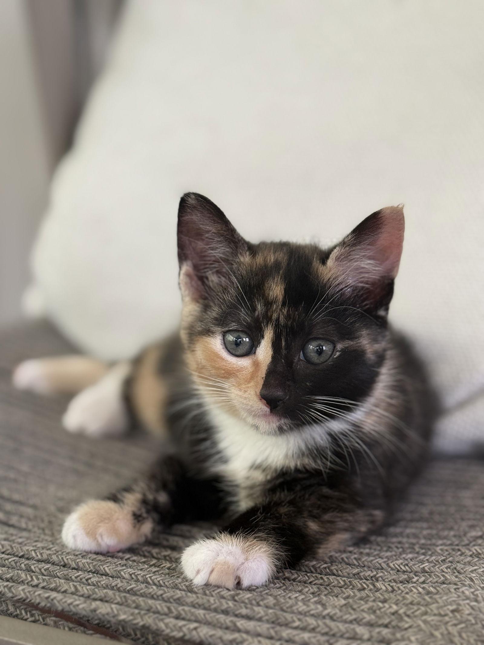 Brownie Batter, a Adoptable Domestic Short Hair in Broomall, PA image 3/3