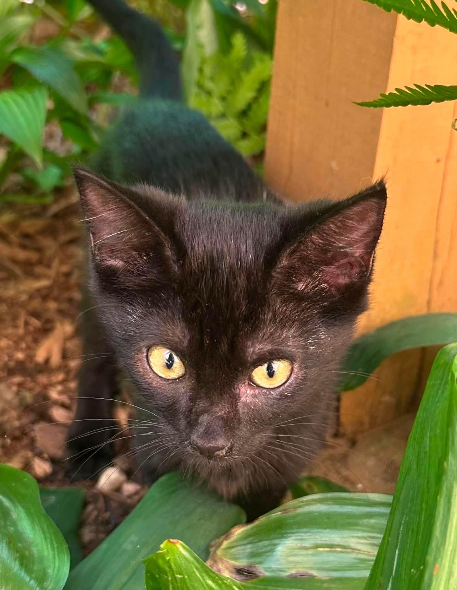 Johnna - sweet and affectionate, a Adoptable Domestic Medium Hair in Muskego, WI image 6/6