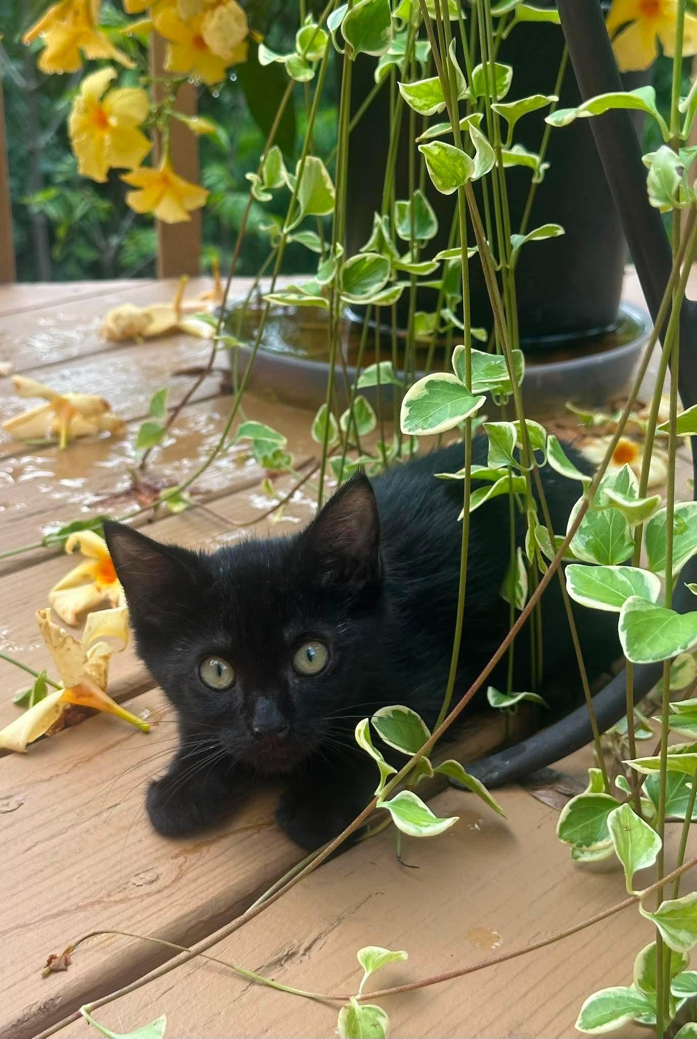 Johnna - sweet and affectionate, a Adoptable Domestic Medium Hair in Muskego, WI image 5/6