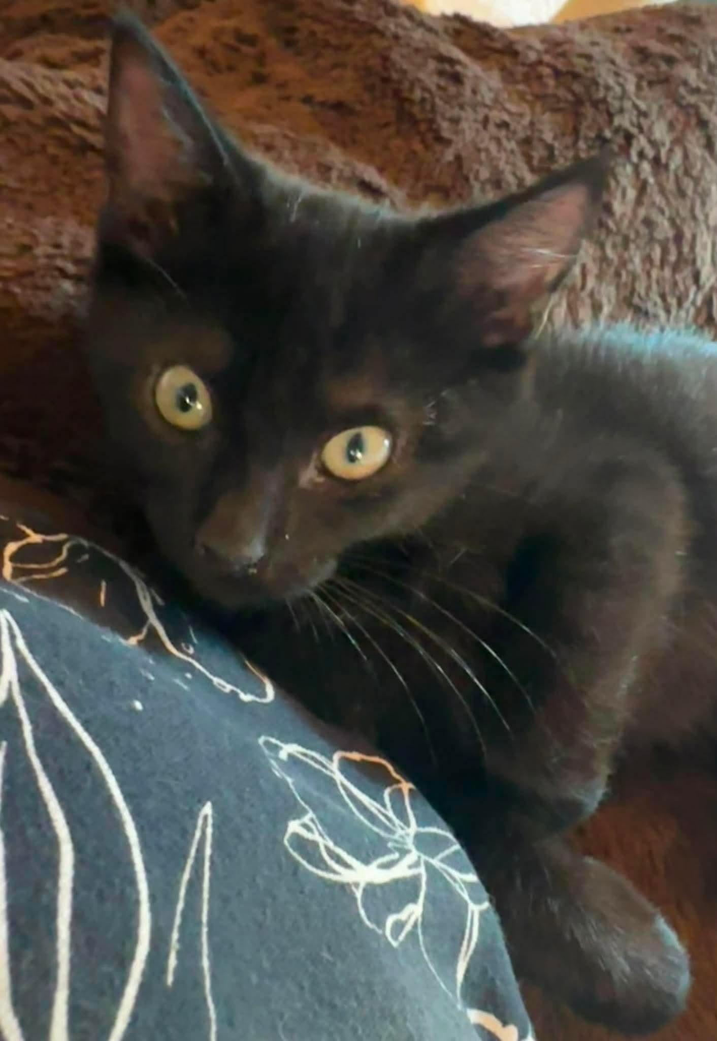 Johnna - sweet and affectionate, a Adoptable Domestic Medium Hair in Muskego, WI image 4/6