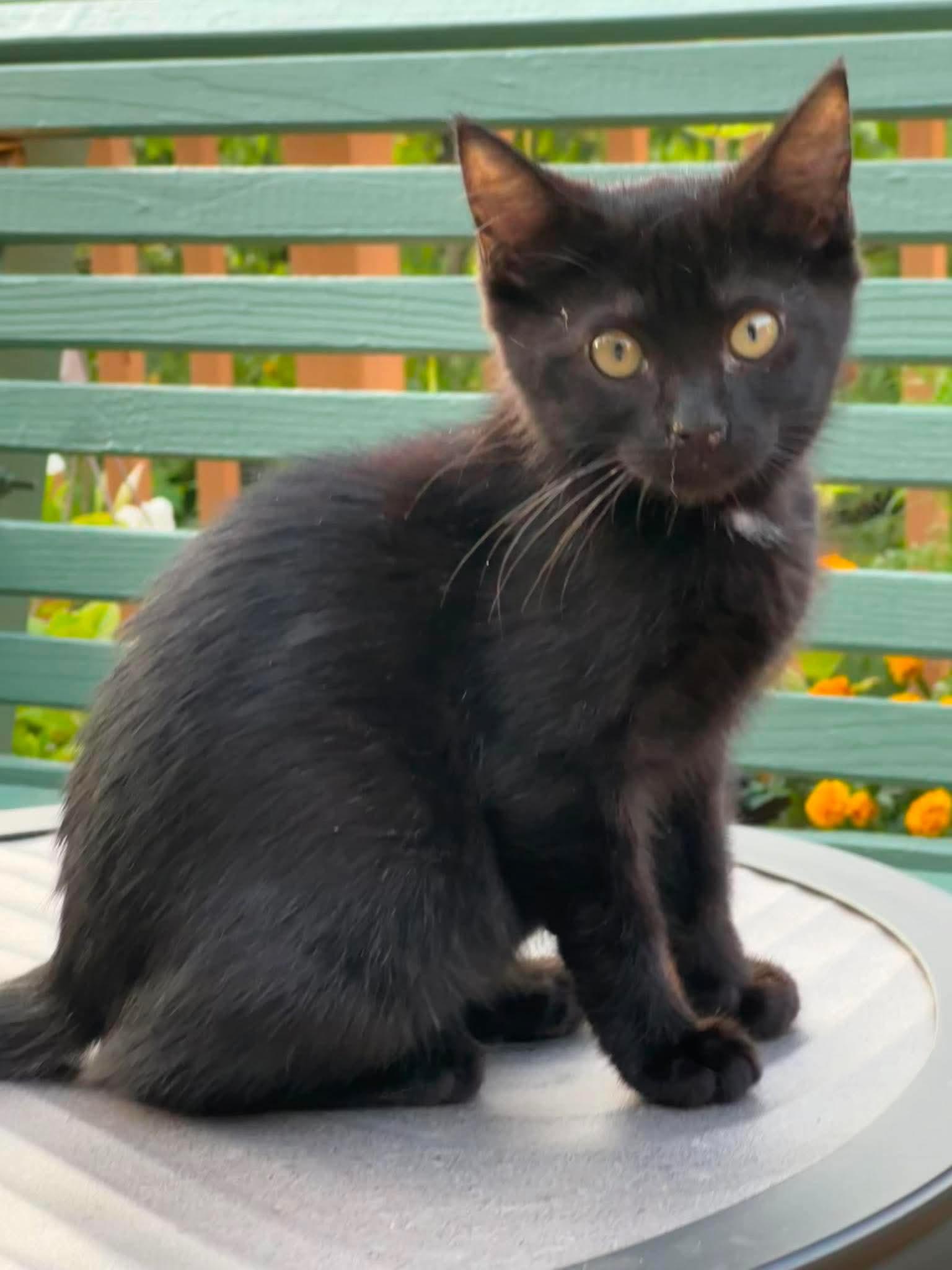 Johnna - sweet and affectionate, a Adoptable Domestic Medium Hair in Muskego, WI image 2/6