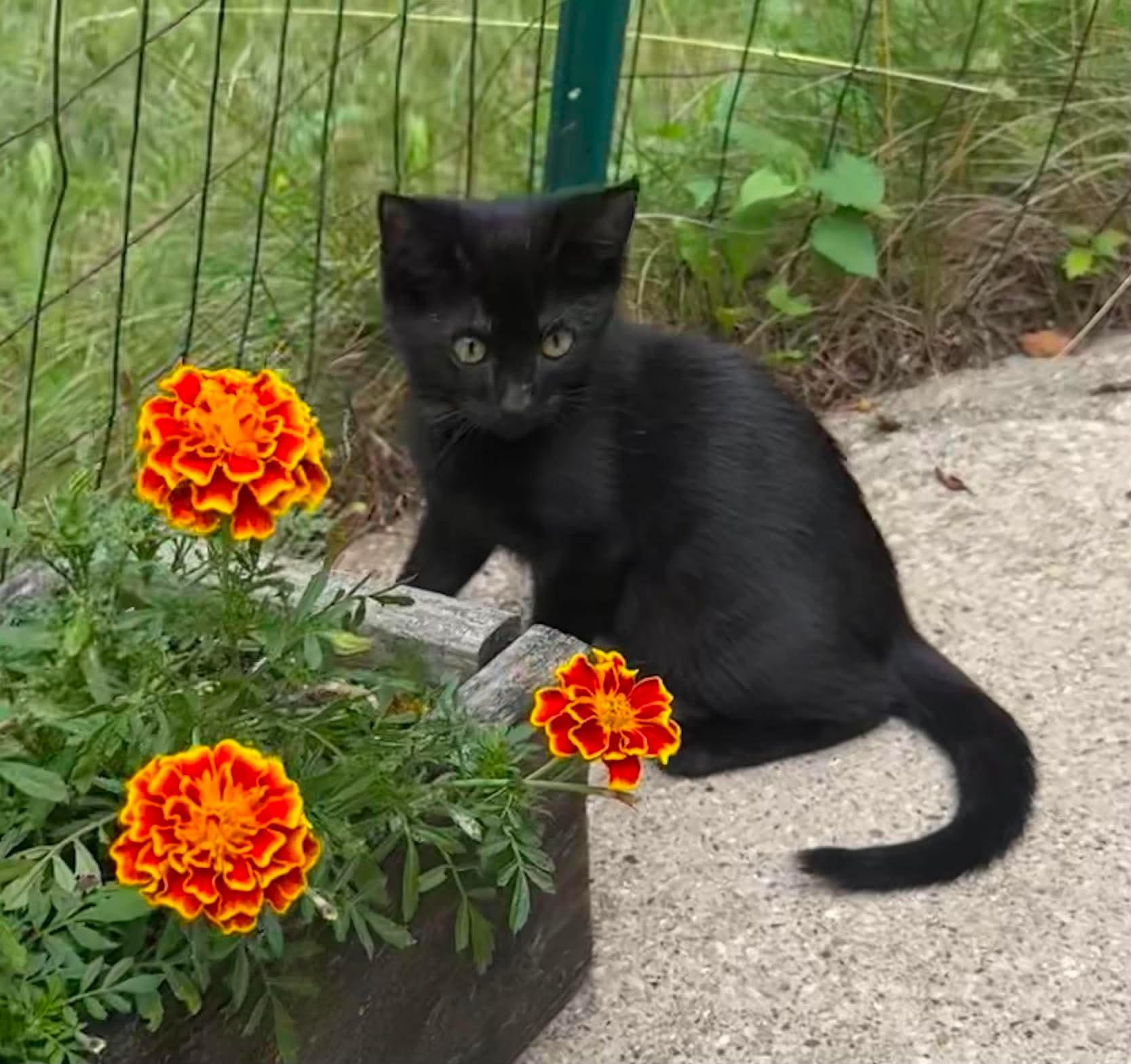 Johnna - sweet and affectionate, a Adoptable Domestic Medium Hair in Muskego, WI image 1/6