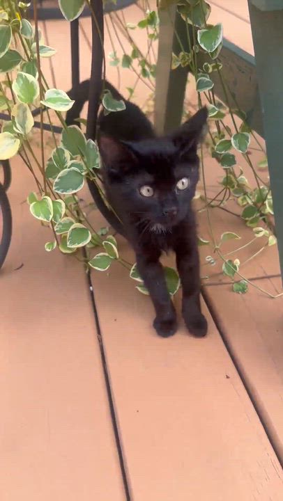 Enlarge Johnna - sweet and affectionate, a Adoptable Domestic Medium Hair in Muskego, WI video 3/6