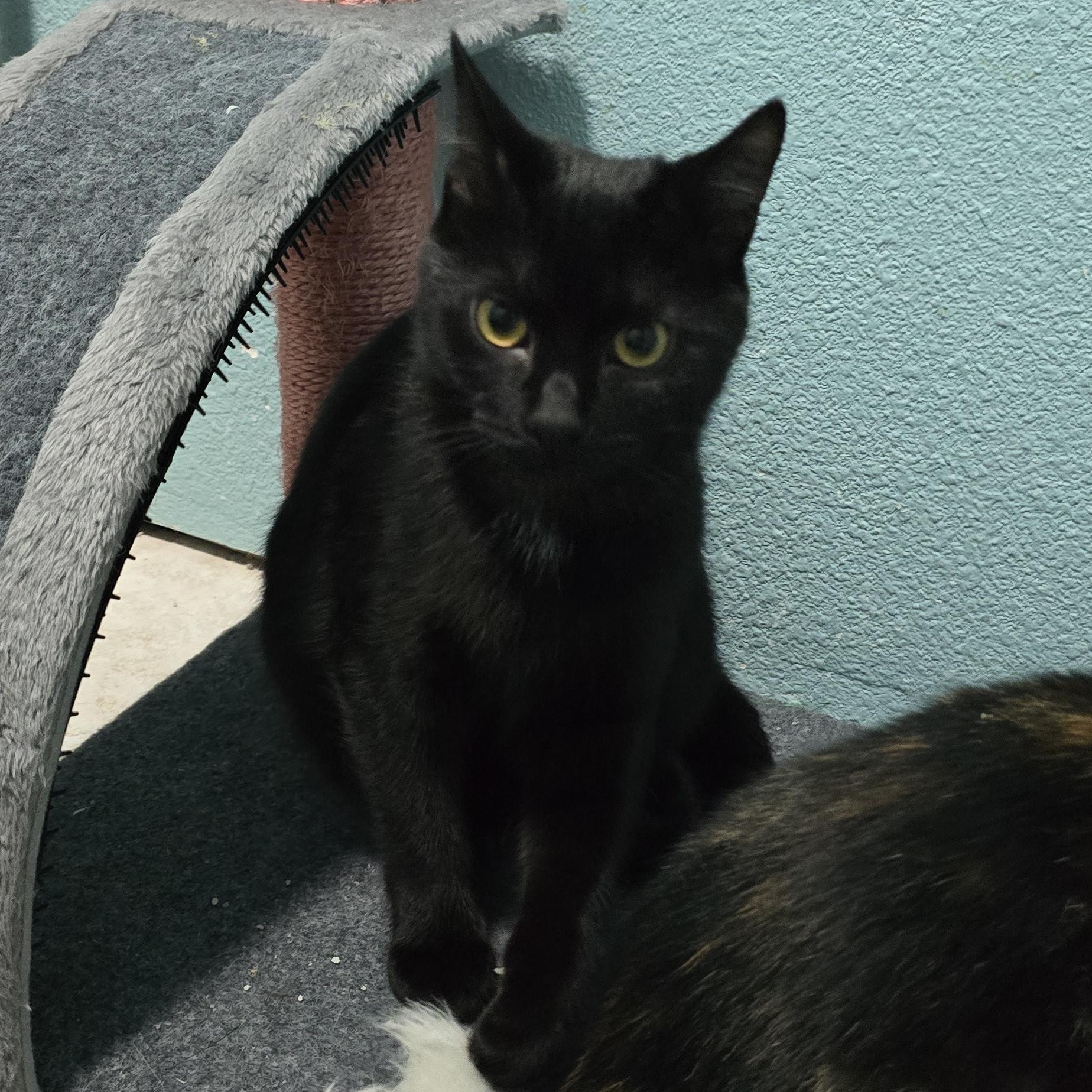 Winnie, an adopted Domestic Short Hair in Arlington, WA image 4/6