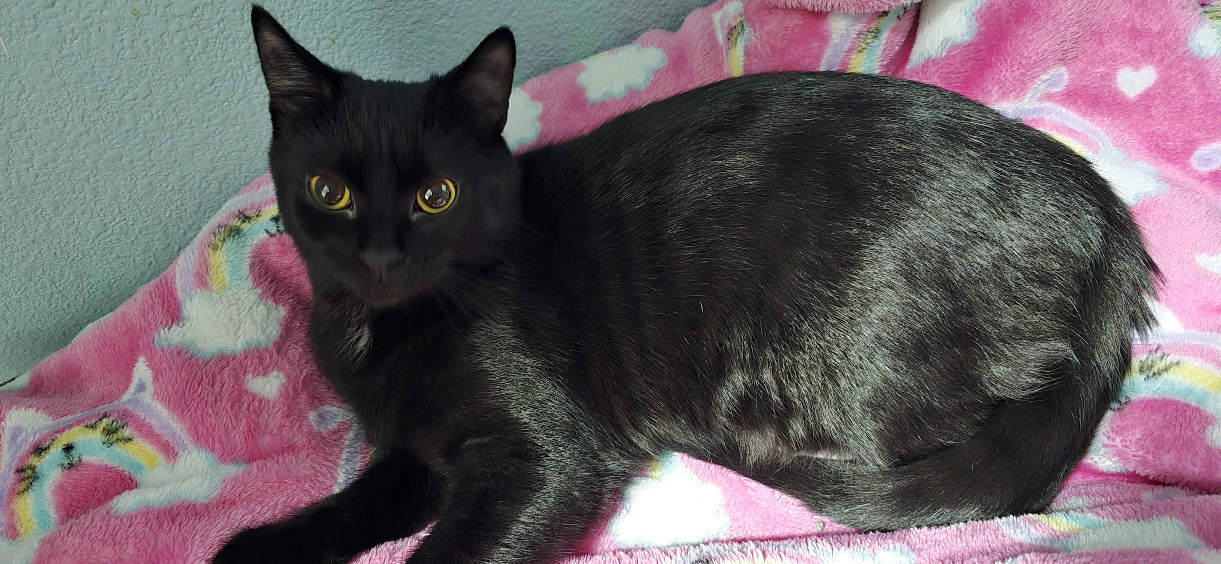 Winnie, an adopted Domestic Short Hair in Arlington, WA image 2/6