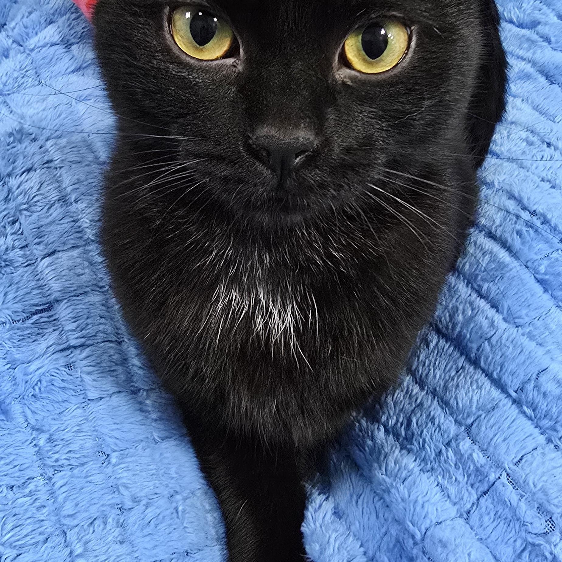 Winnie, an adopted Domestic Short Hair in Arlington, WA image 5/6