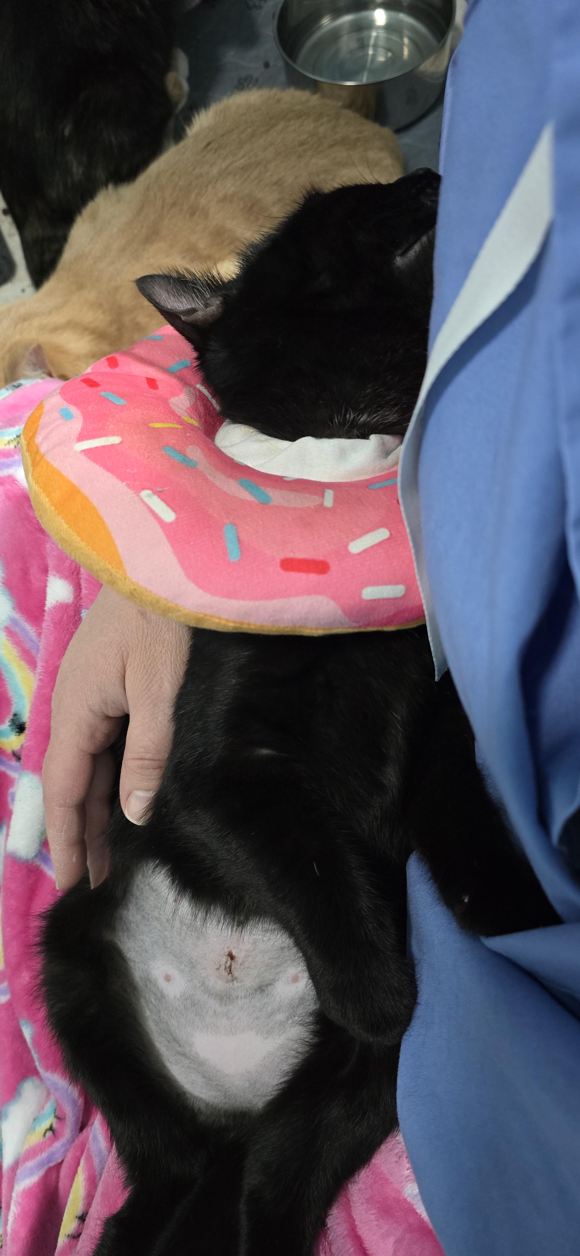 Winnie, an adopted Domestic Short Hair in Arlington, WA image 6/6