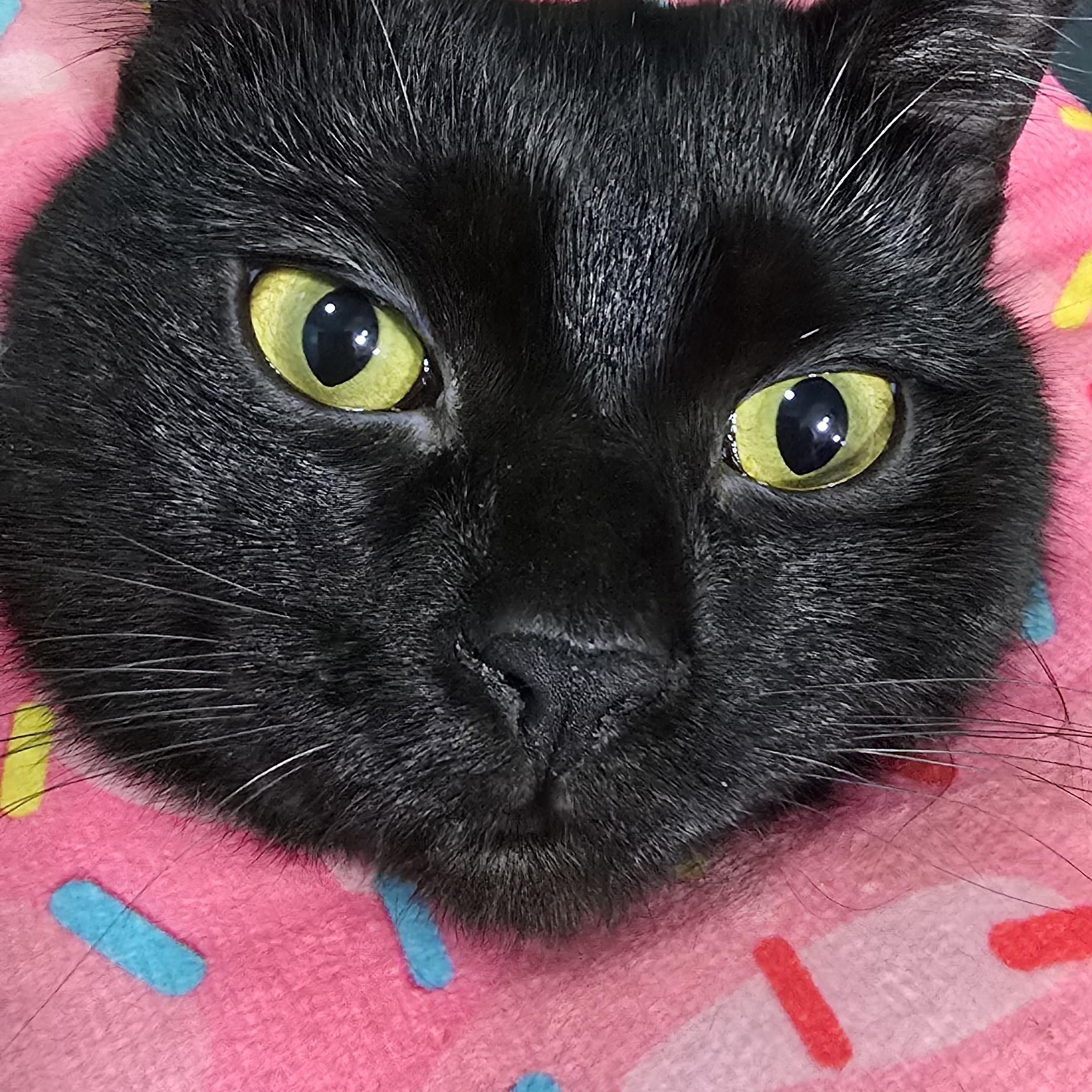 Winnie, adopted, Young Female Domestic Short Hair.