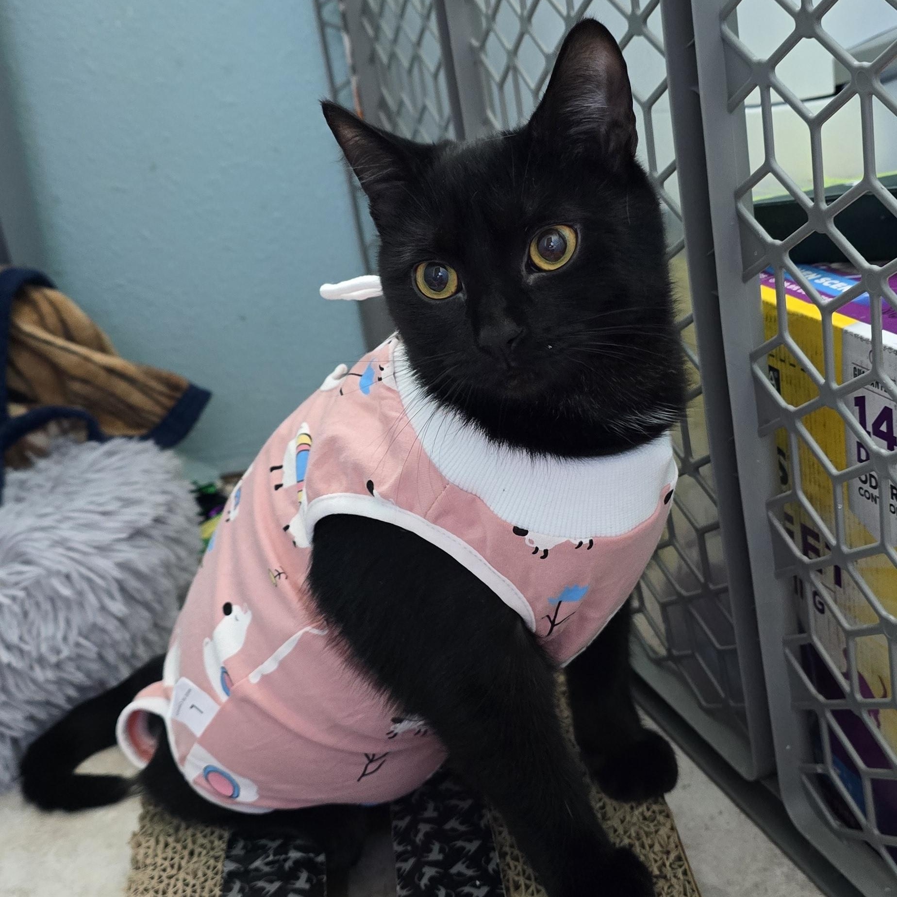 Winnie, an adopted Domestic Short Hair in Arlington, WA image 3/6