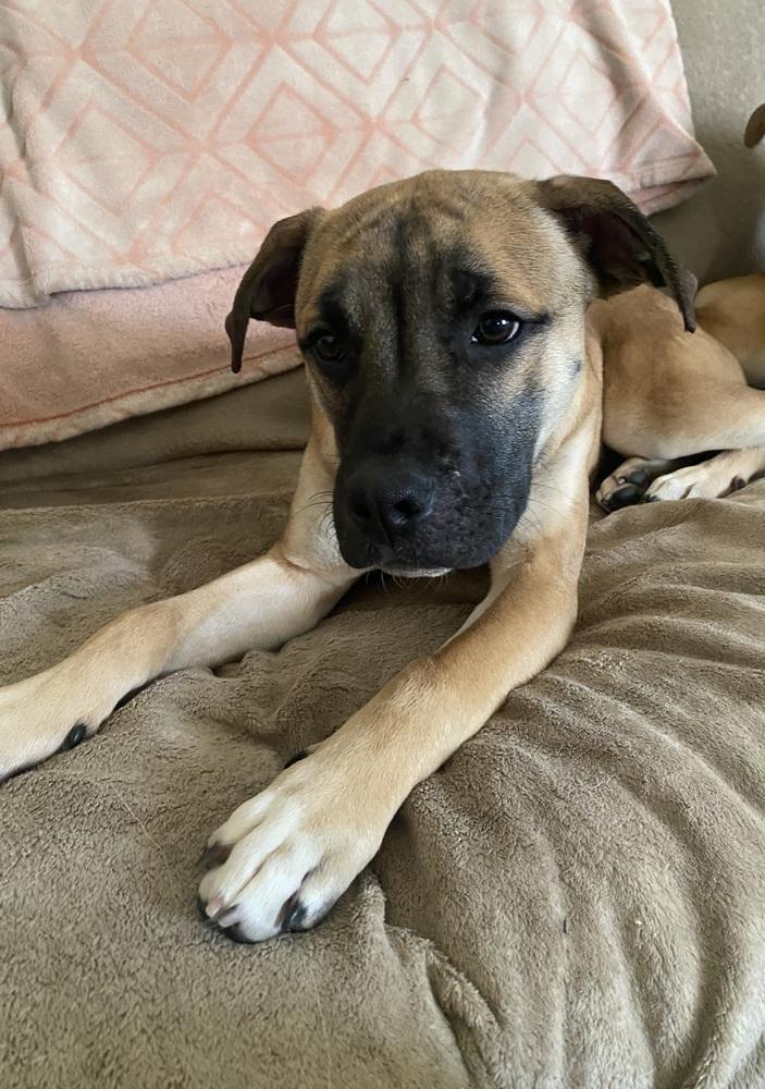 Enlarge Mike, a Adoptable mixed breed in Springdale, PA image 1/6