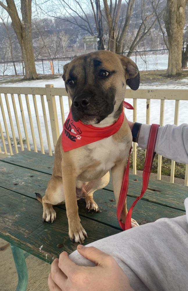 Enlarge Mike, a Adoptable mixed breed in Springdale, PA image 2/6