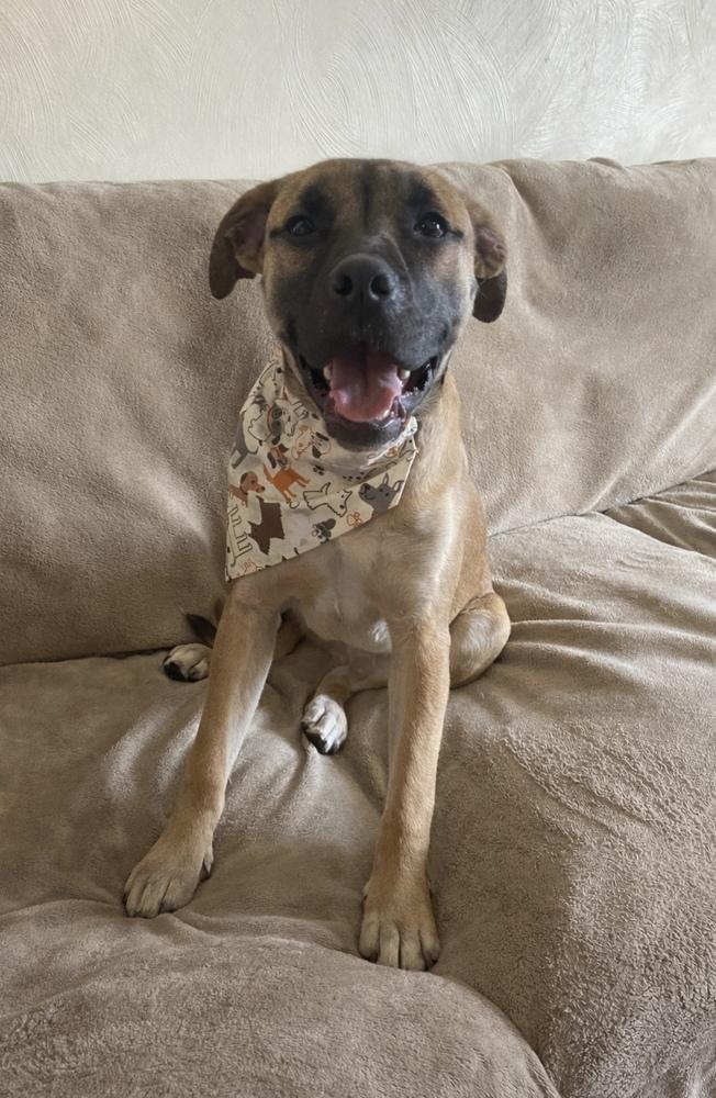 Enlarge Mike, a Adoptable mixed breed in Springdale, PA image 3/6