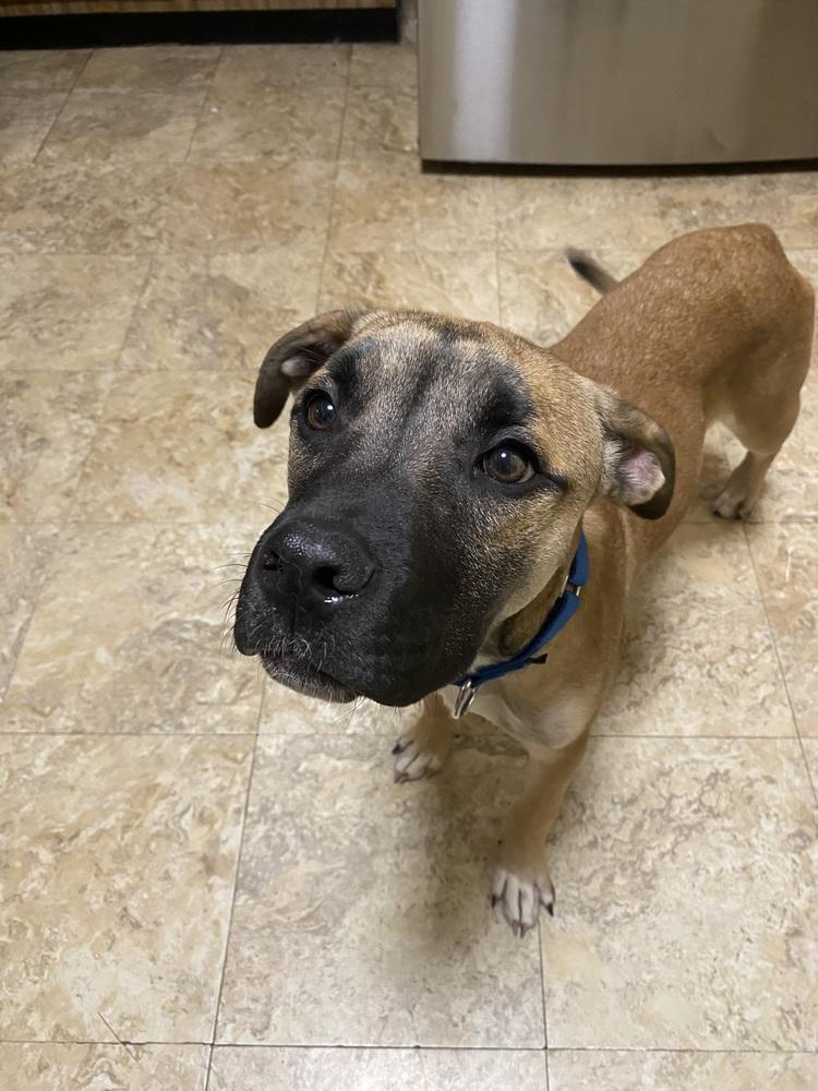 Enlarge Mike, a Adoptable mixed breed in Springdale, PA image 4/6