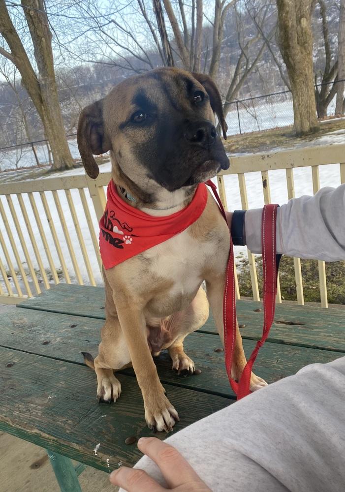 Enlarge Mike, a Adoptable mixed breed in Springdale, PA image 5/6