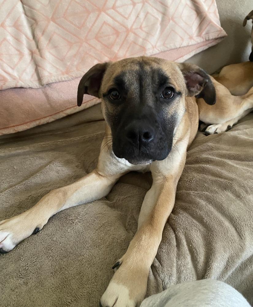 Enlarge Mike, a Adoptable mixed breed in Springdale, PA image 6/6