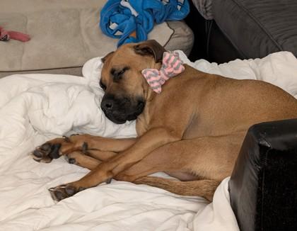 Enlarge Zaya, a Adoptable Mixed Breed in Montreal, QC image 1/3