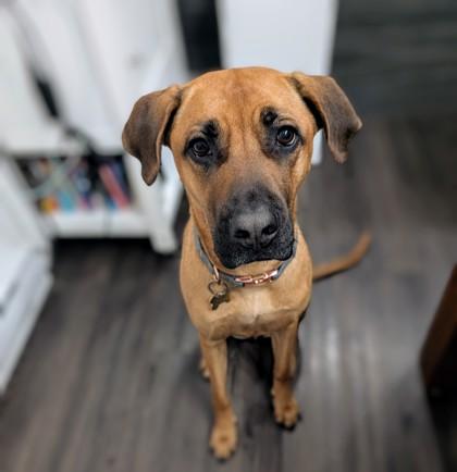 Zaya, Adoptable, Young Female Mixed Breed & Mixed Breed.