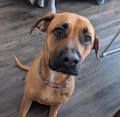 Enlarge Zaya, a Adoptable Mixed Breed in Montreal, QC image 3/3