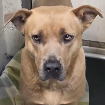 Diesel, Adoptable, Adult Male Pit Bull Terrier & Mixed Breed.