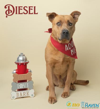 Diesel, Adoptable, Adult Male Black Mouth Cur & Mixed Breed.