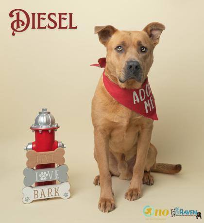 Diesel, a Adoptable mixed breed in Fairhope, AL image 2/2