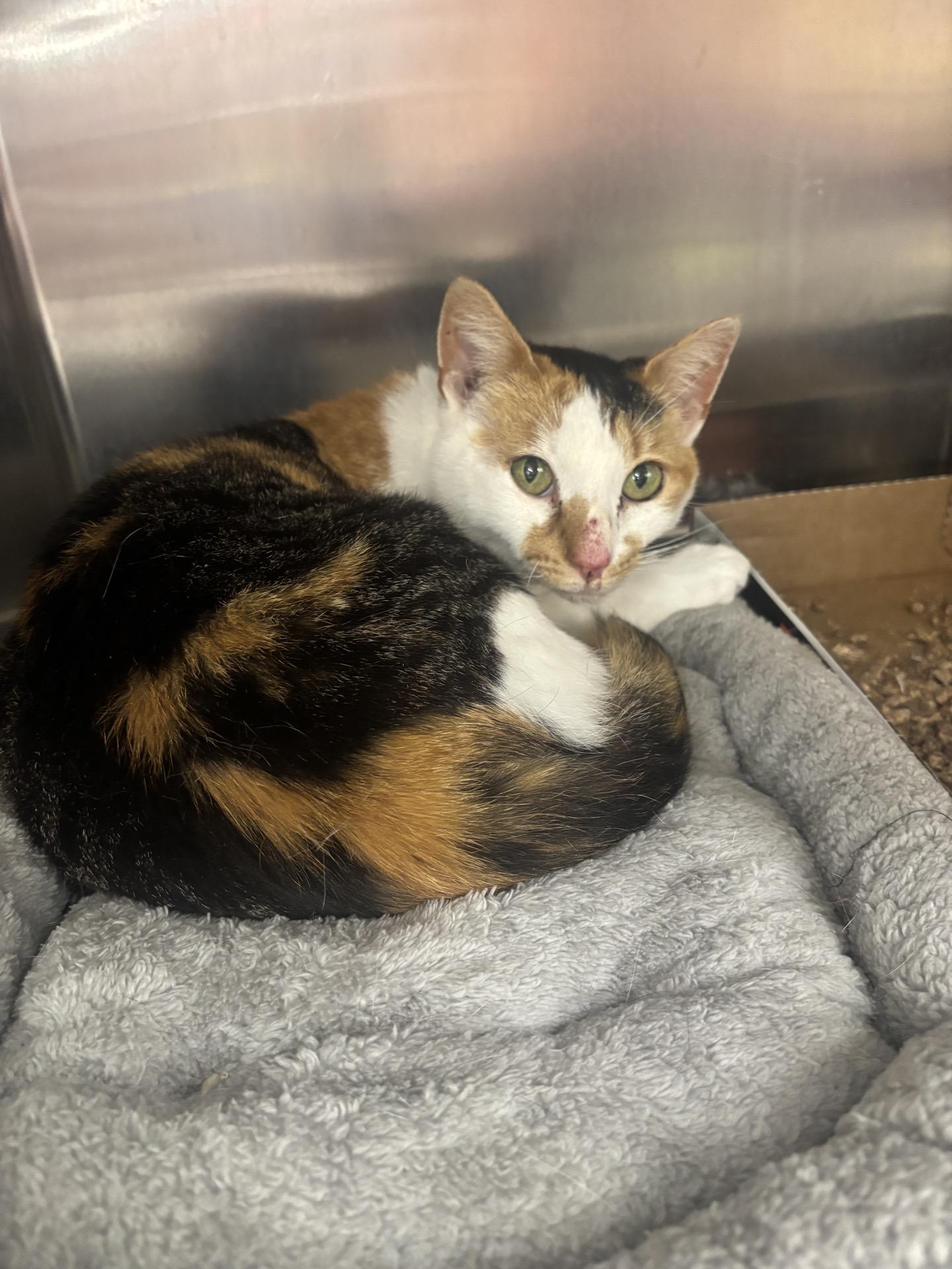 Gorda (came with Batman, Nutter & Big Boy), Adoptable, Adult Female Domestic Short Hair.