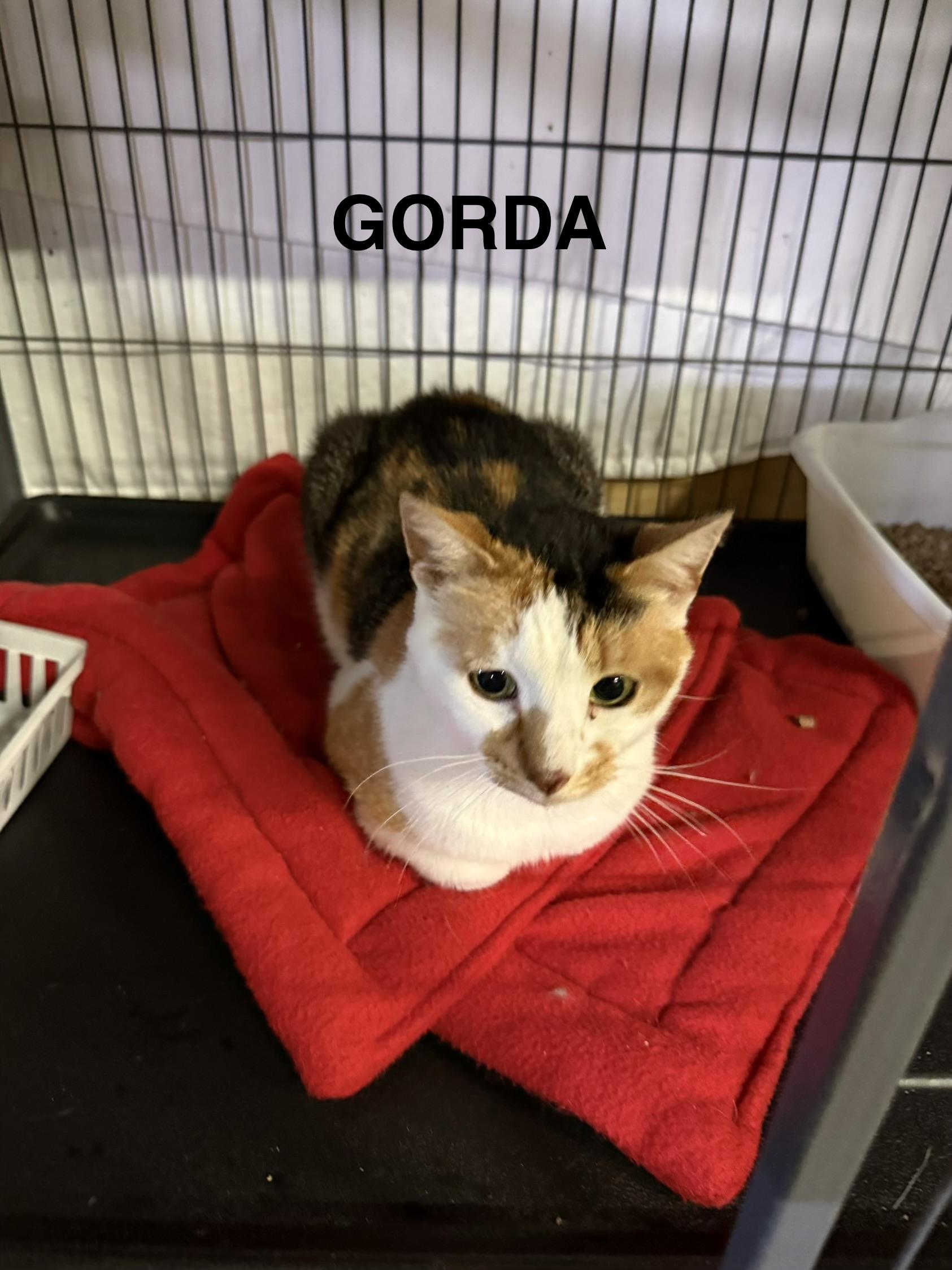 Enlarge Gorda (came with Batman, Nutter & Big Boy), a Adoptable Domestic Short Hair in Cortland, NY image 2/2