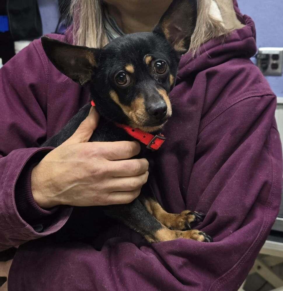 Rodney, Adoptable, Adult Male Chihuahua.