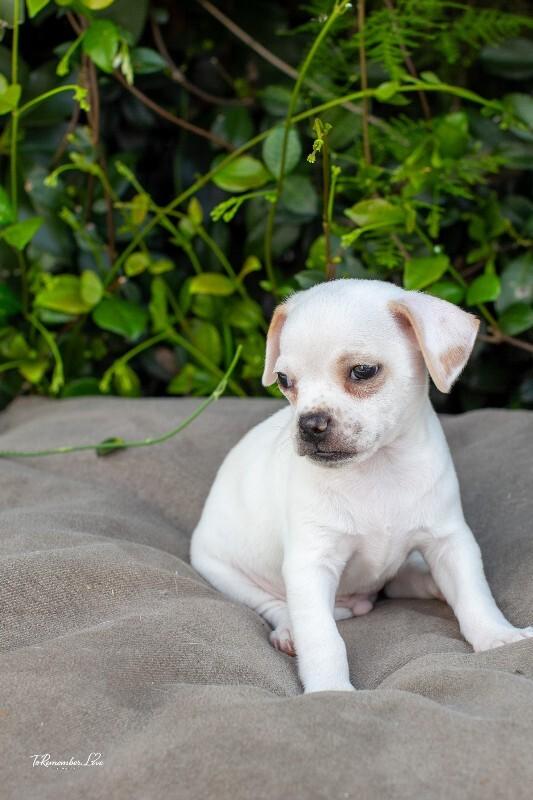 Enlarge Popeye, a Adoptable mixed breed in Valley Village, CA image 1/6