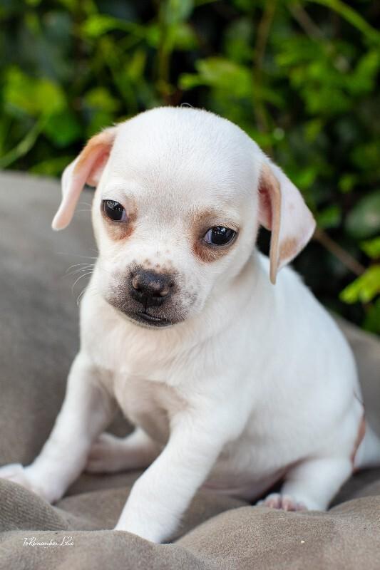 Enlarge Popeye, a Adoptable mixed breed in Valley Village, CA image 2/6