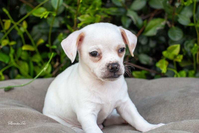 Enlarge Popeye, a Adoptable mixed breed in Valley Village, CA image 3/6