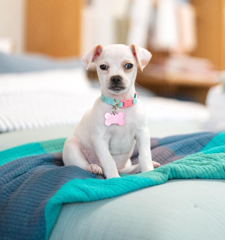 Enlarge Popeye, a Adoptable mixed breed in Valley Village, CA image 4/6