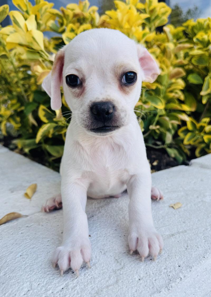 Enlarge Popeye, a Adoptable mixed breed in Valley Village, CA image 4/6