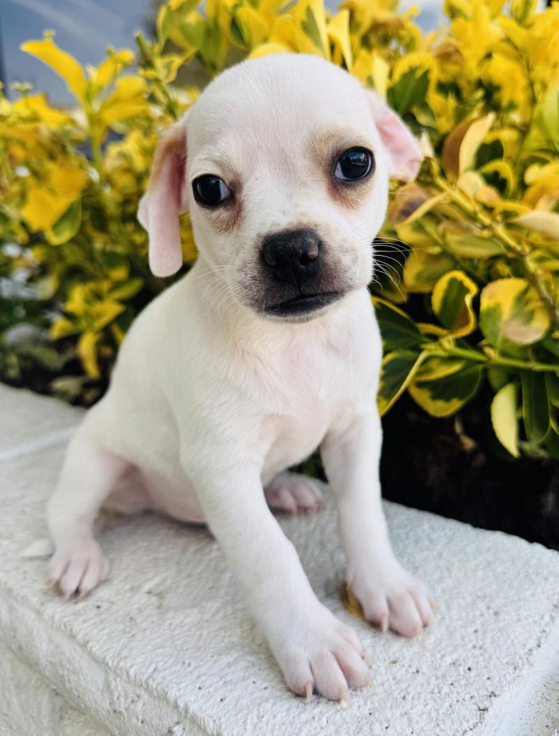 Enlarge Popeye, a Adoptable mixed breed in Valley Village, CA image 5/6