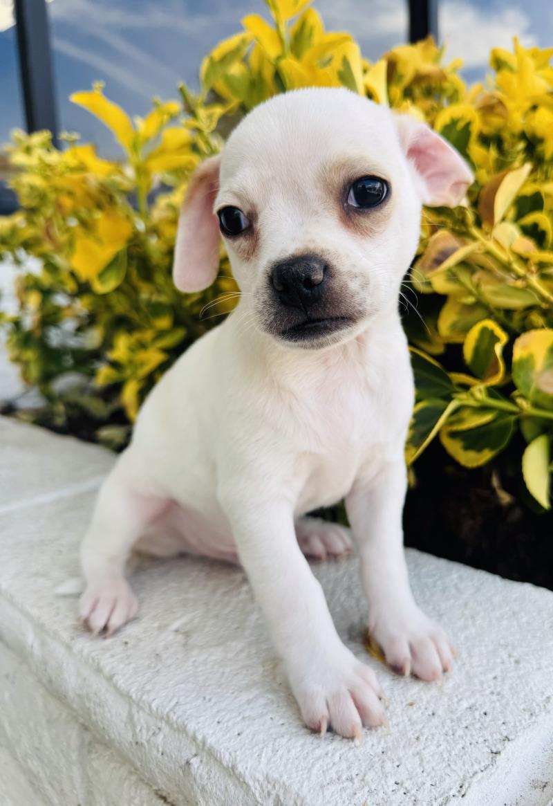 Enlarge Popeye, a Adoptable mixed breed in Valley Village, CA image 6/6