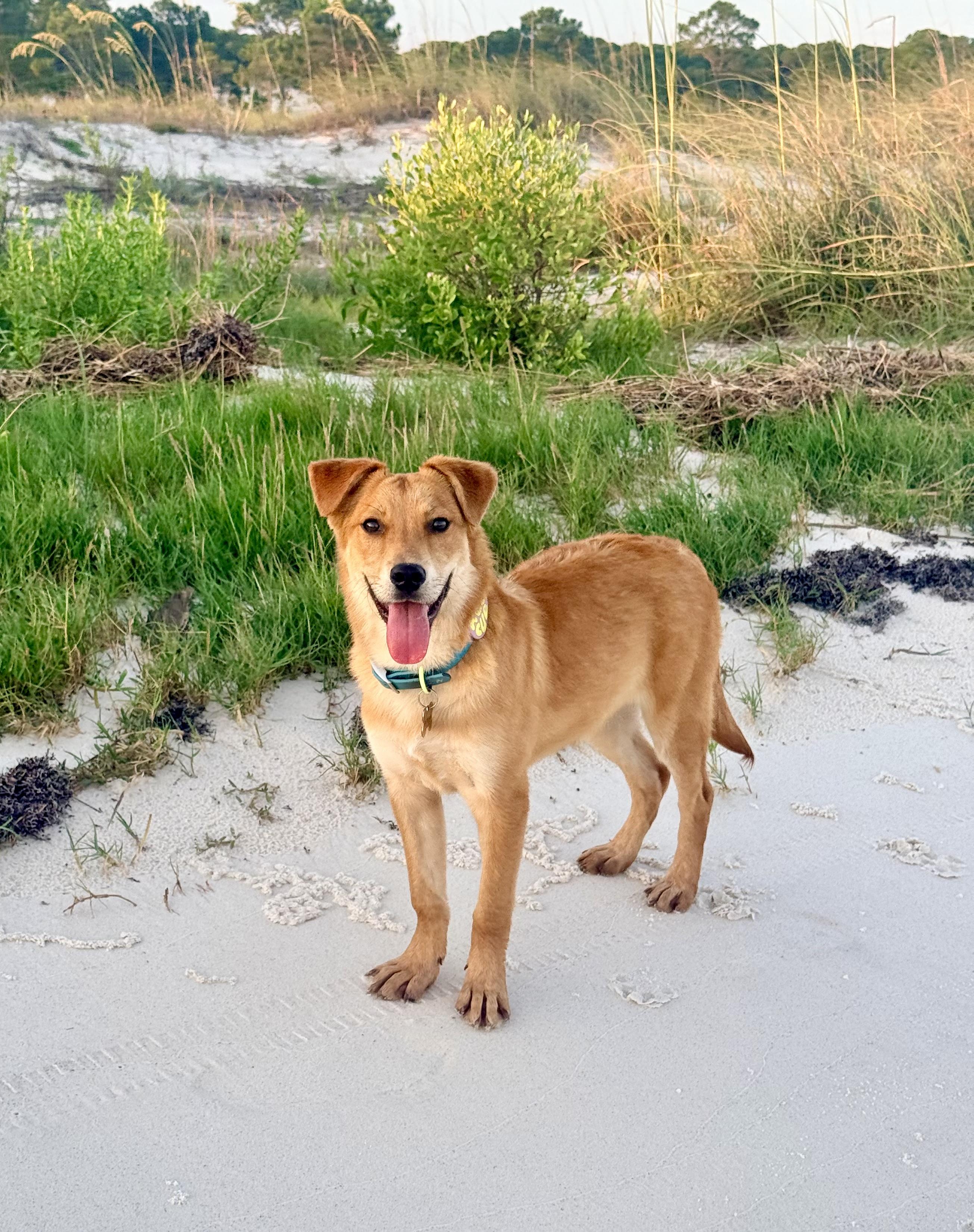 Livi, ADOPTABLE, Young Female Collie.