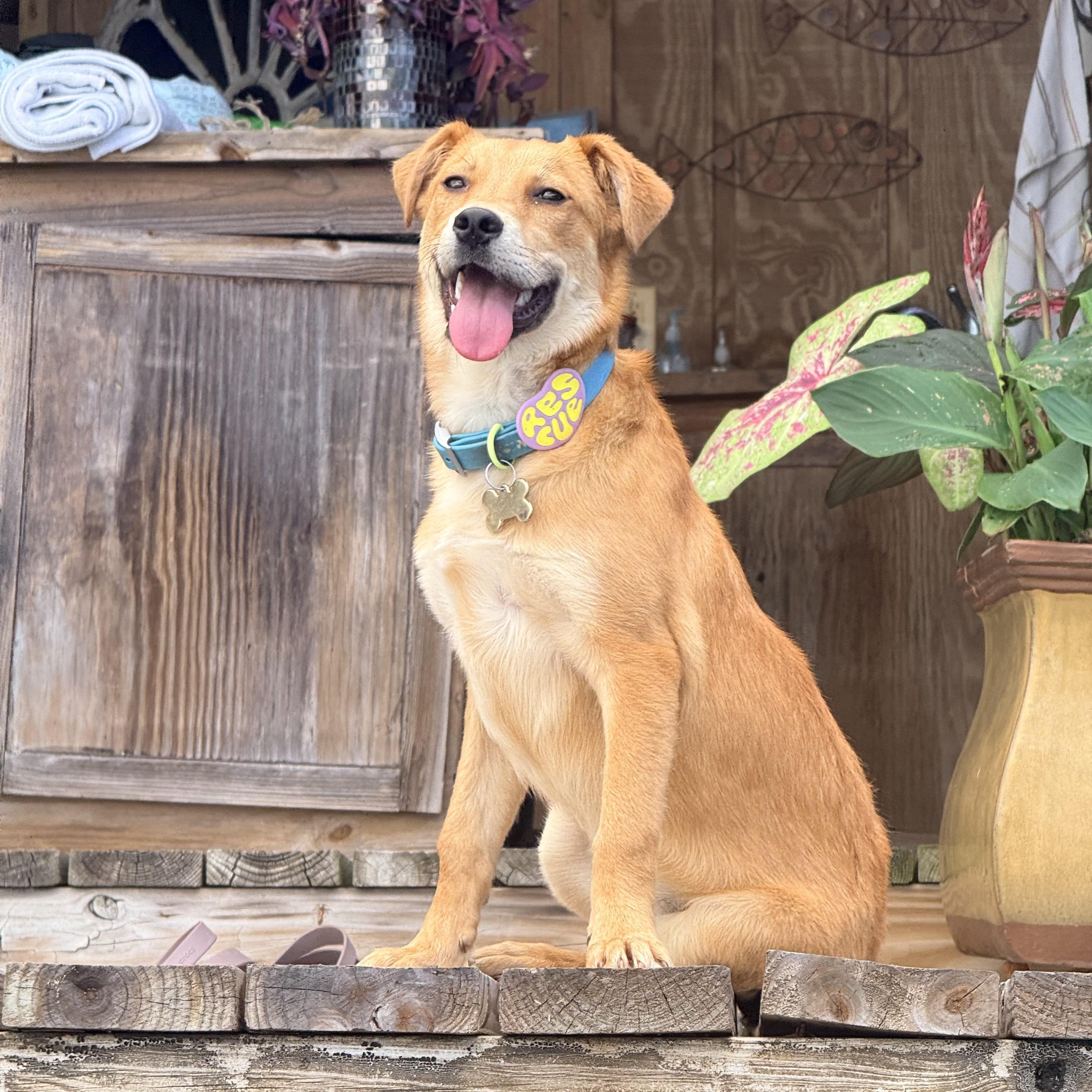 Enlarge Livi, a ADOPTABLE mixed breed in Mobile, AL image 2/6