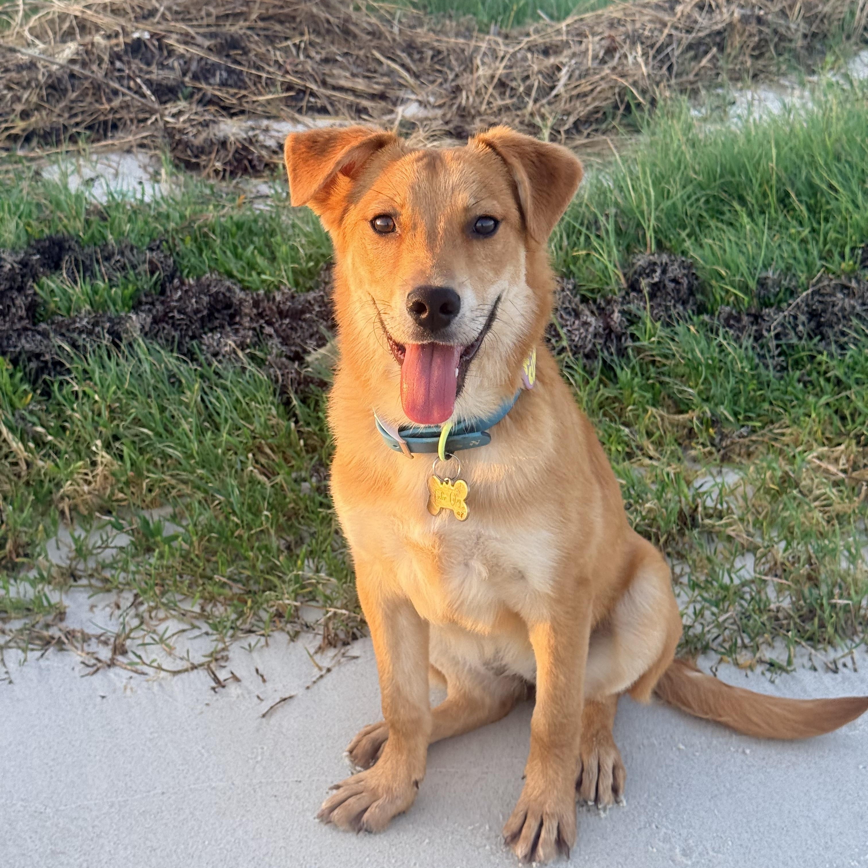 Enlarge Livi, a ADOPTABLE mixed breed in Mobile, AL image 6/6