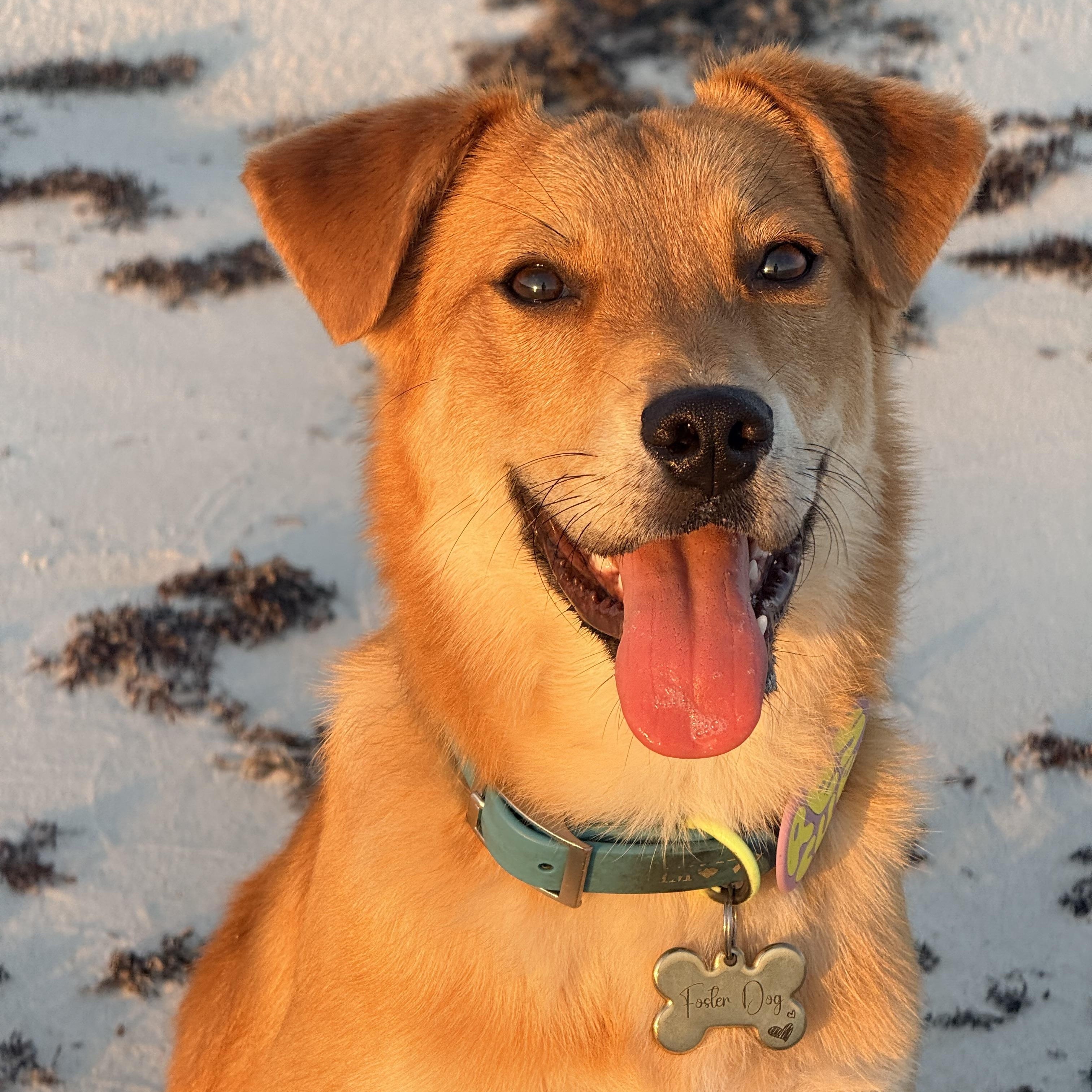 Enlarge Livi, a ADOPTABLE mixed breed in Mobile, AL image 4/6
