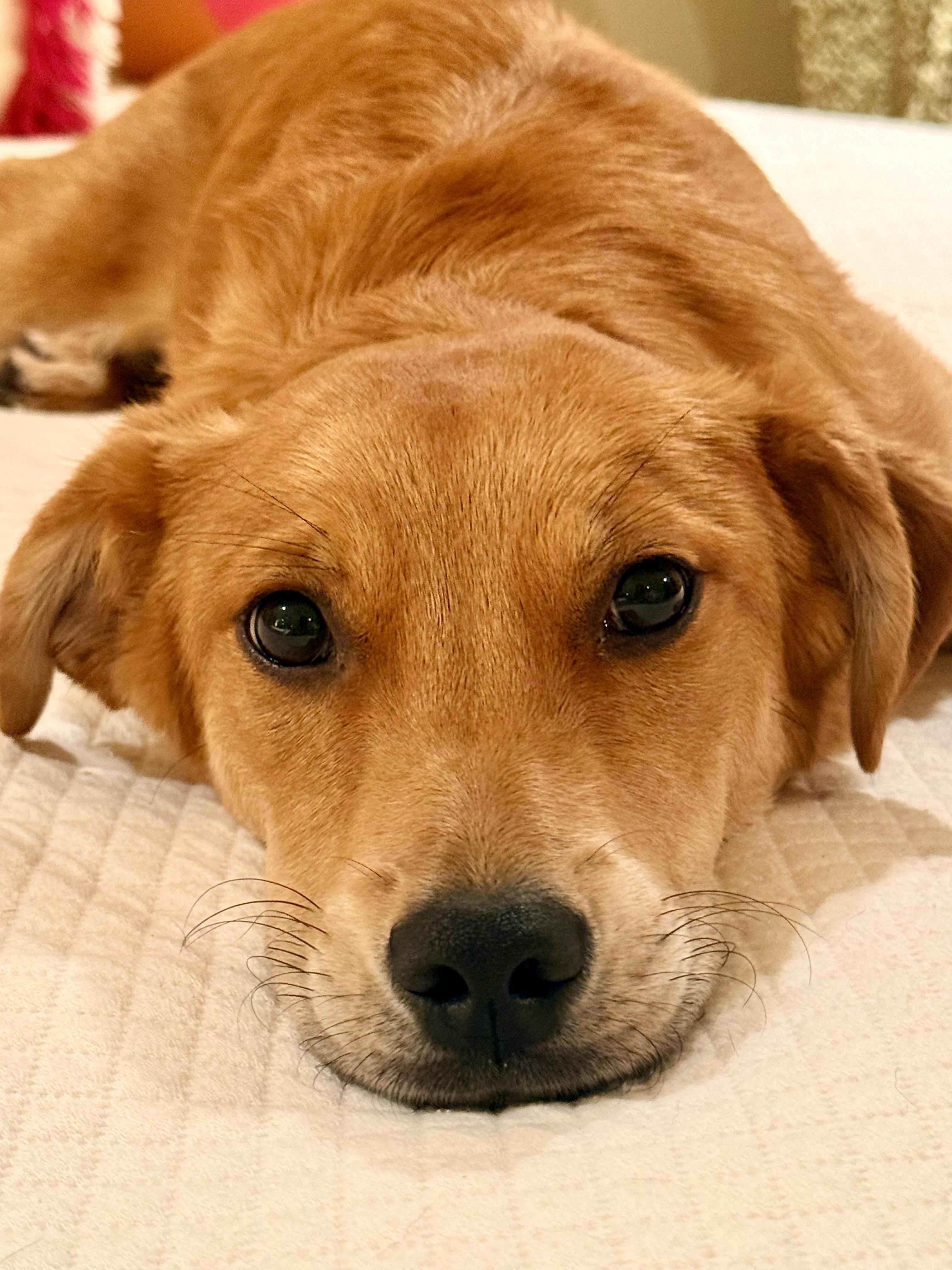Enlarge Livi, a ADOPTABLE mixed breed in Mobile, AL image 5/6