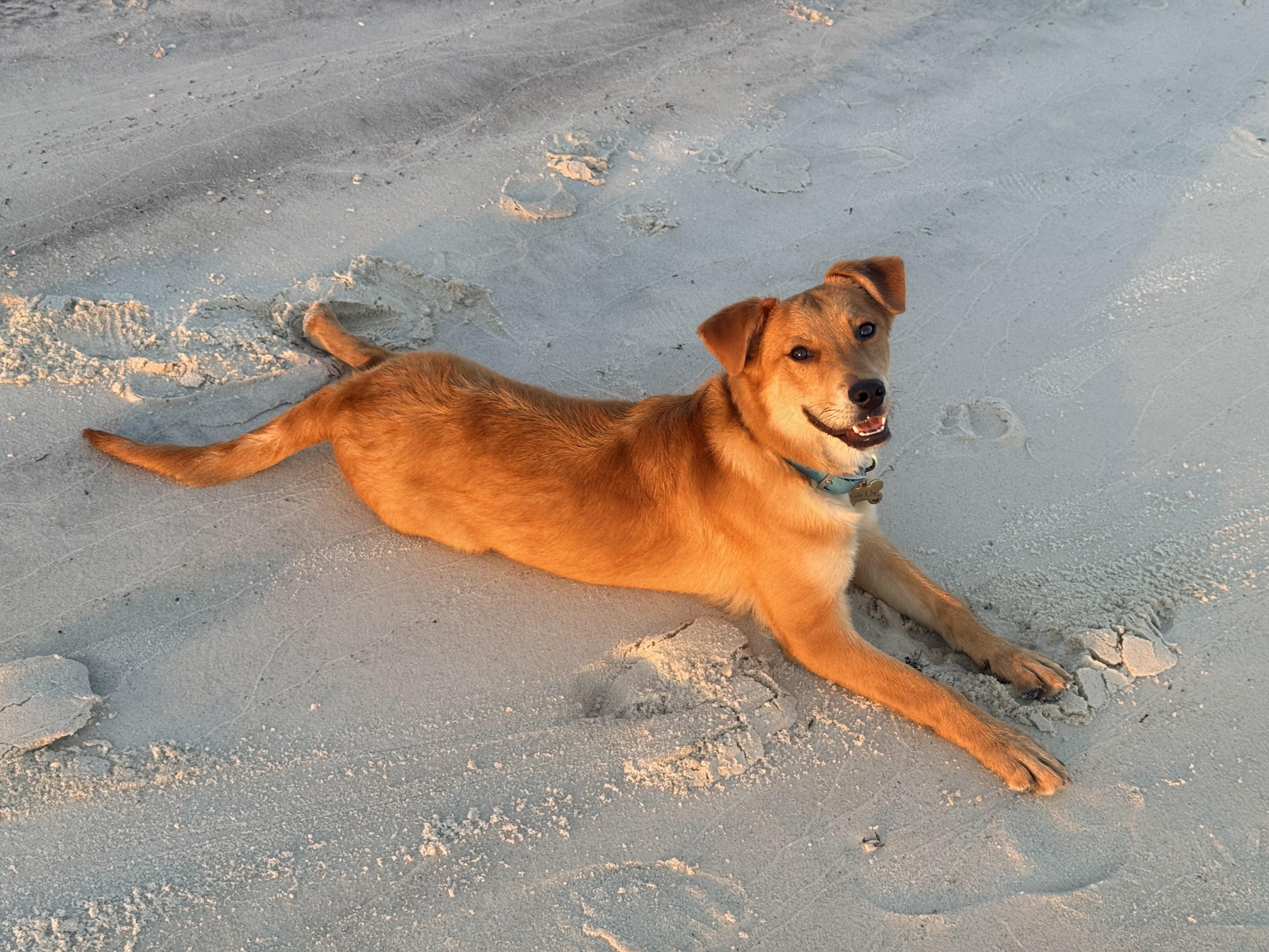 Enlarge Livi, a ADOPTABLE mixed breed in Mobile, AL image 3/6