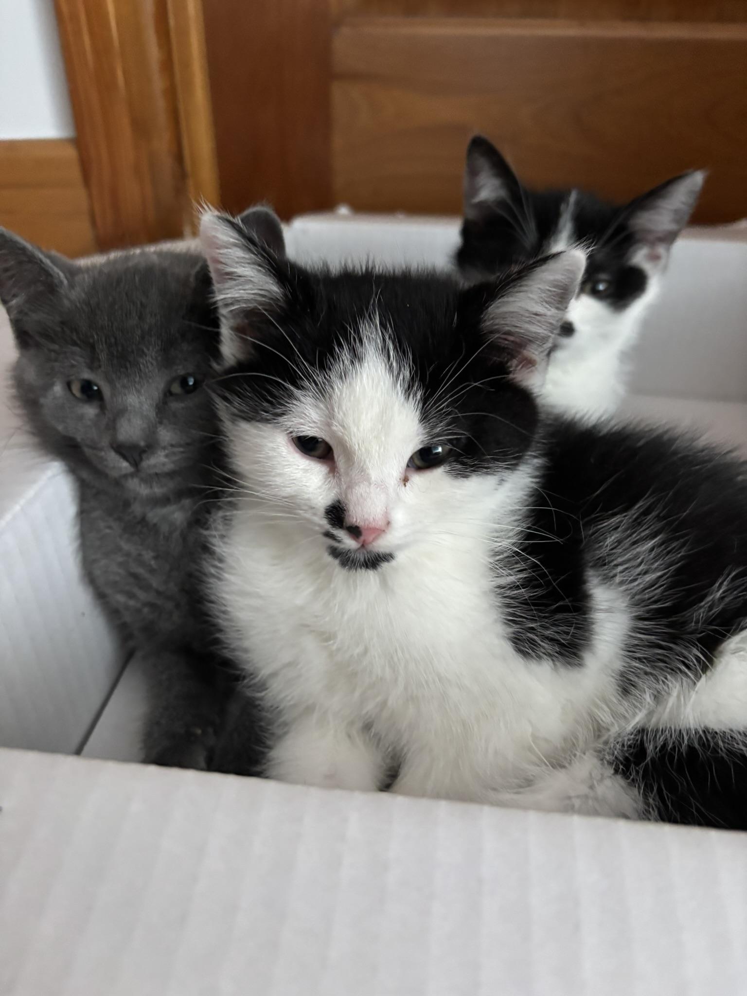 Suricate FA/FF ID 10553