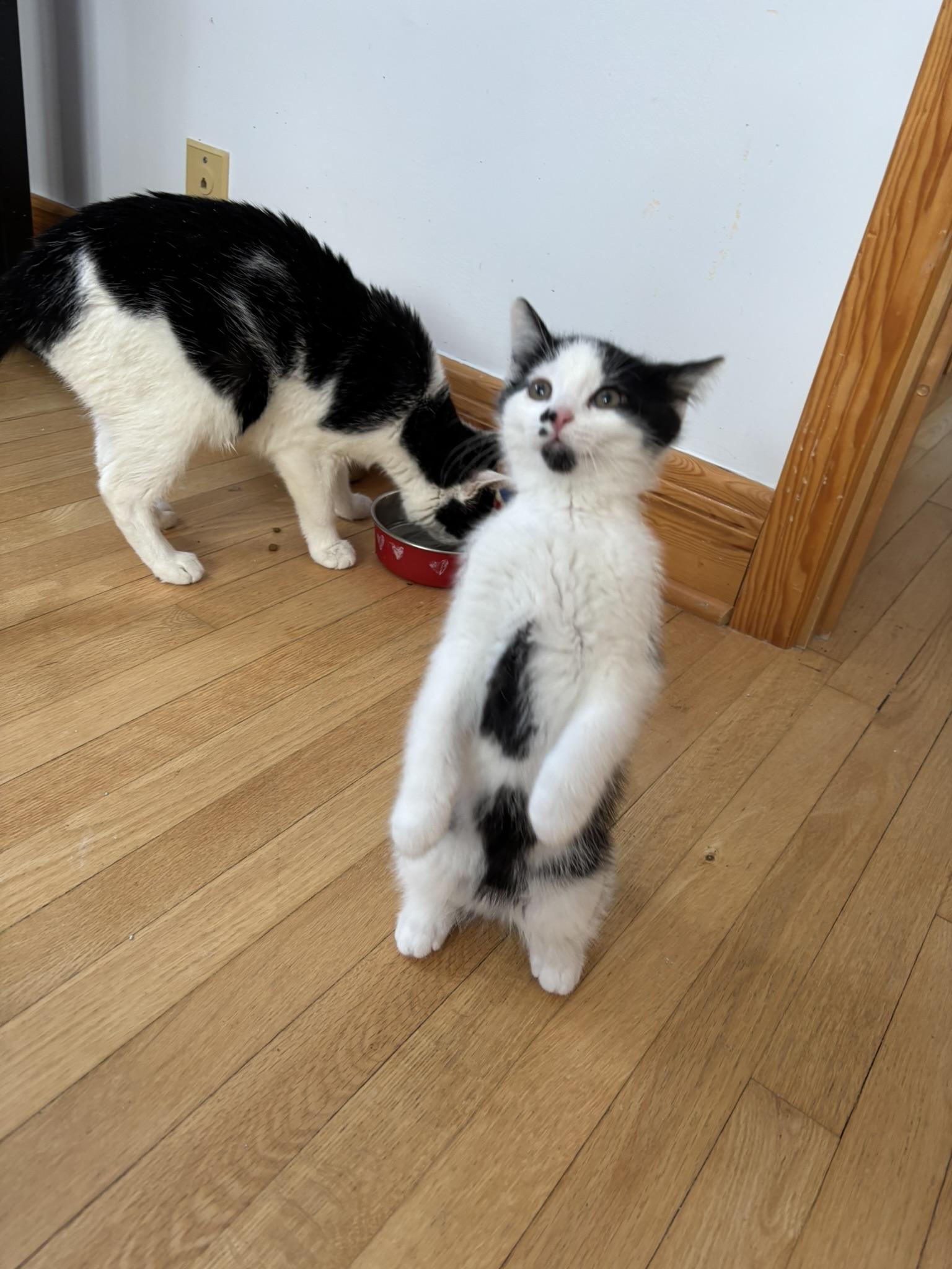 Suricate FA/FF ID 10553, a Adoptable Domestic Short Hair in Sainte-Angele-de-Monnoir, QC image 2/2