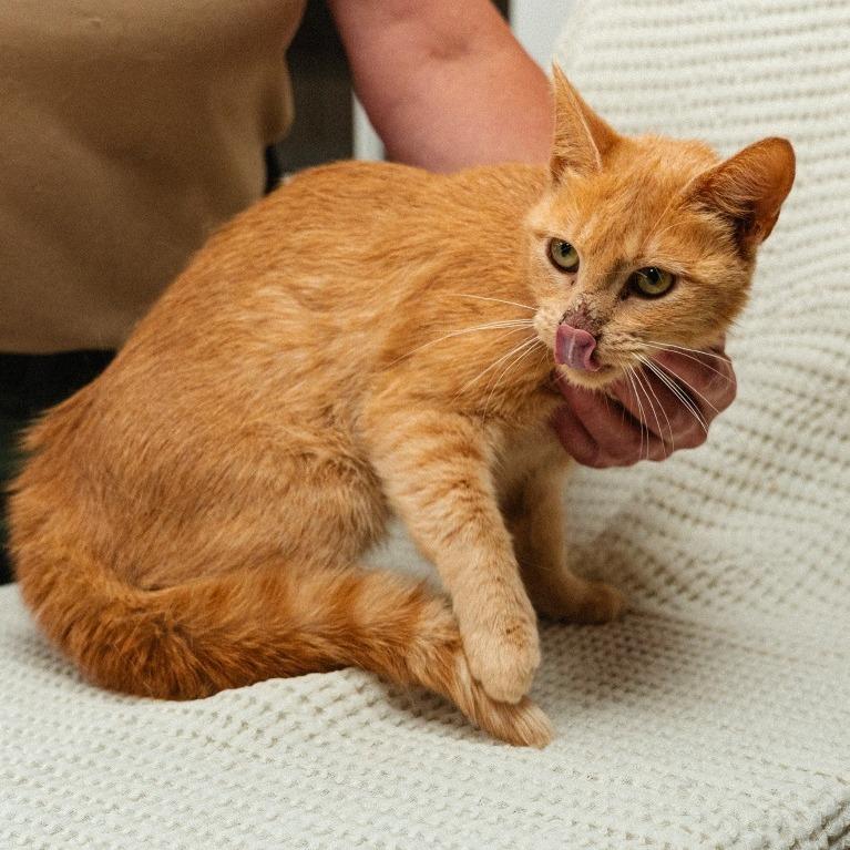 Alley, Adoptable, Young Female Domestic Short Hair.